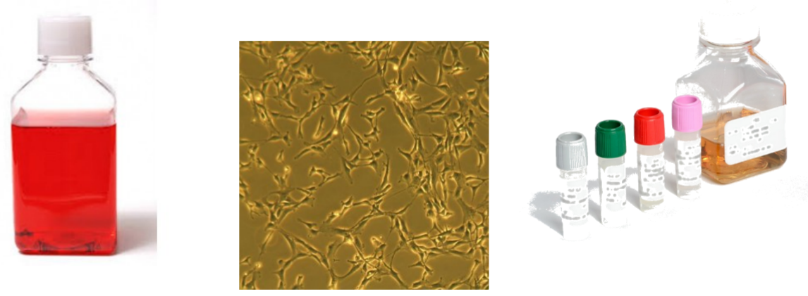 Smooth Muscle Cell Media