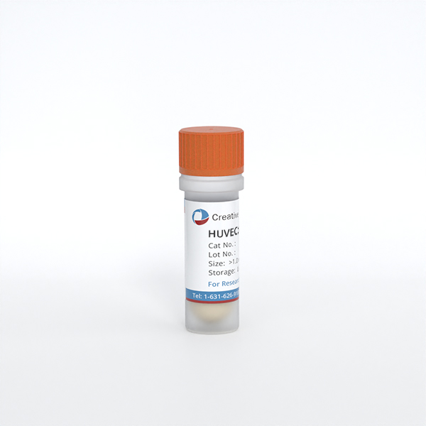 HUVEC;Human Umbilical Vein Endothelial Cells